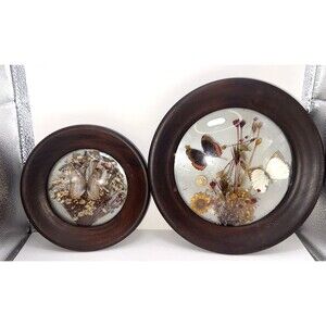 2 VTG Brazilia Dunston Yellow Brown White butterfly Dried Flowers Shadow Box